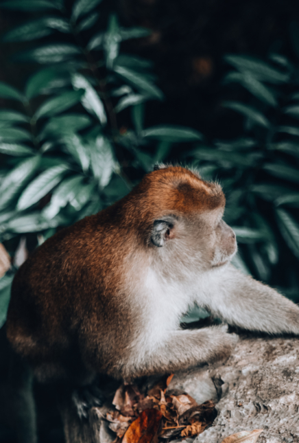 MALAYSIA: Geheimtipp Ipoh – Sightseeing, Essen und Fotospots