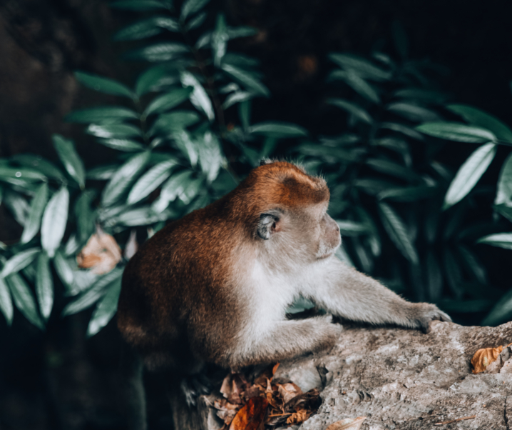 MALAYSIA: Geheimtipp Ipoh – Sightseeing, Essen und Fotospots